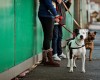 Youth workshops to dispel ‘negative image’ of dogs