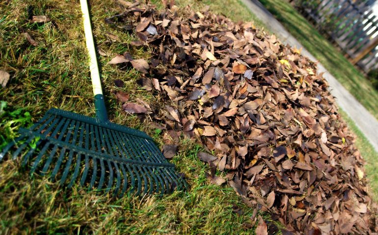 Still time to sign up for garden waste collections