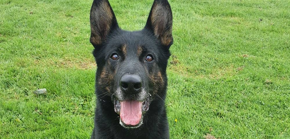 Could you give PD Buzz a forever home?