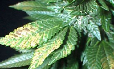 CAUTION FOR MIDDRIDGE CANNABIS PLANTS