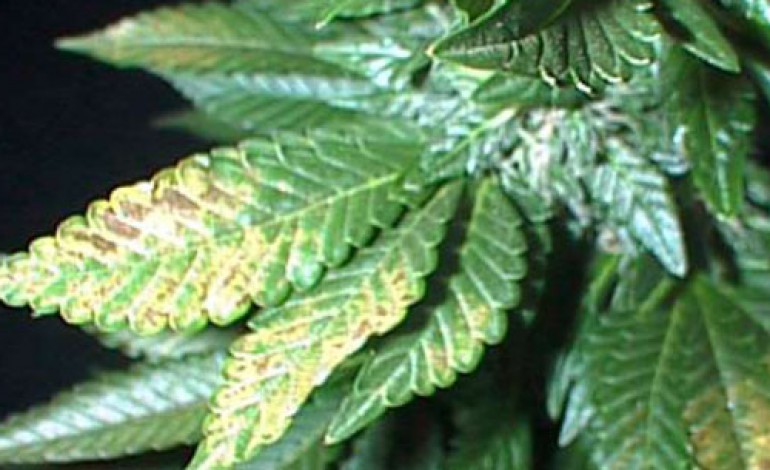 POLICE RECOVER CANNABIS PLANTS IN AYCLIFFE