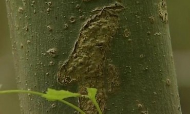 CONFIRMED ASH TREE DISEASE CASE IN AYCLIFFE