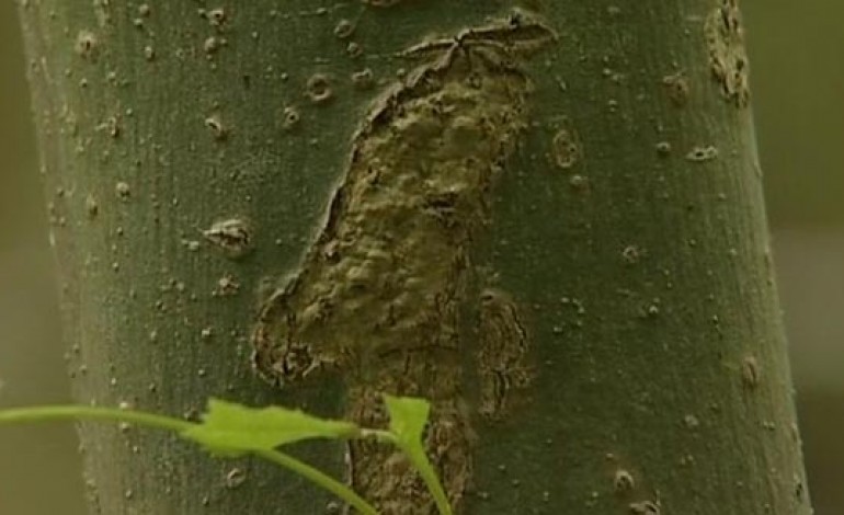 CONFIRMED ASH TREE DISEASE CASE IN AYCLIFFE