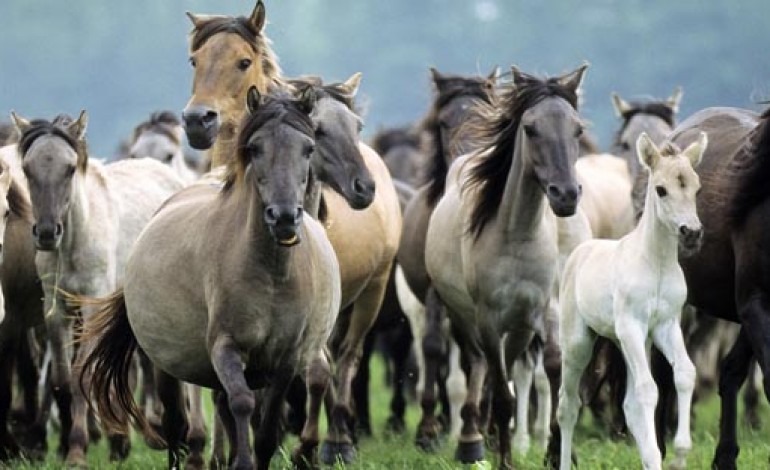 HORSING ABOUT IN AYCLIFFE