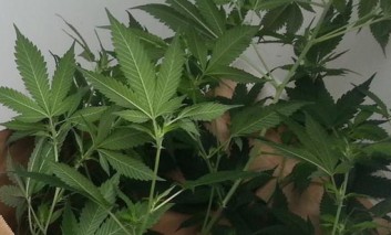 CANNABIS PLANTS SEIZED BY POLICE