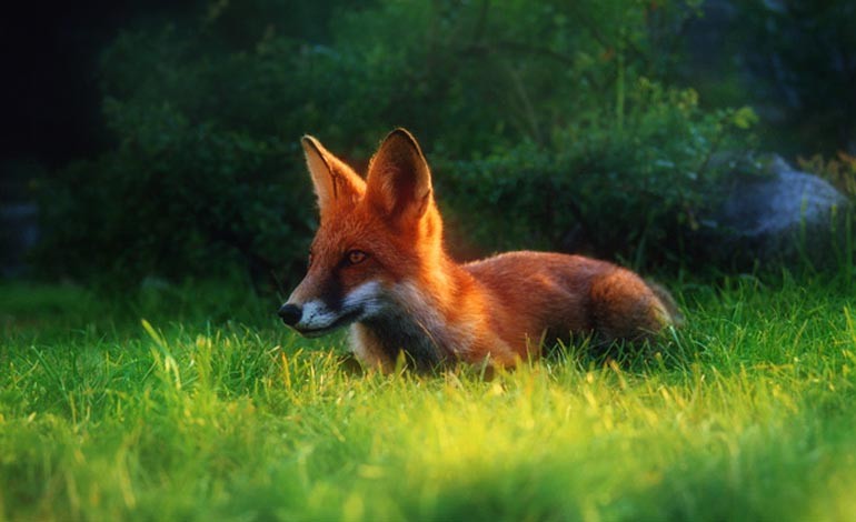 Government ‘all over the place’ on hunting bill, says our MP