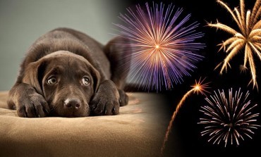 Bonfire Night: What you can do to help your scared pets