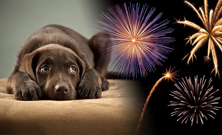 Bonfire Night: What you can do to help your scared pets