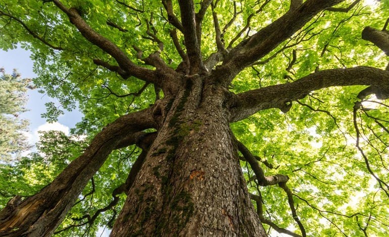 Essential work to Newton Aycliffe trees