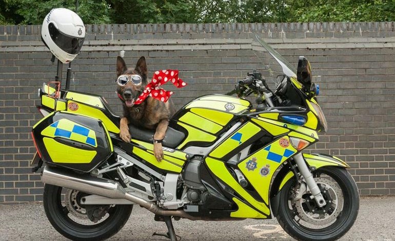 BikeWise promises to be just pawsome!