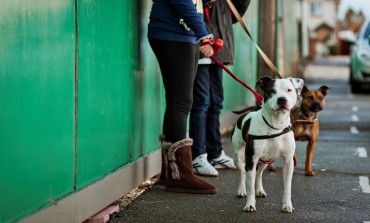 Youth workshops to dispel ‘negative image’ of dogs