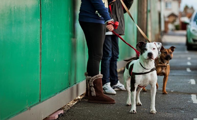 Youth workshops to dispel ‘negative image’ of dogs