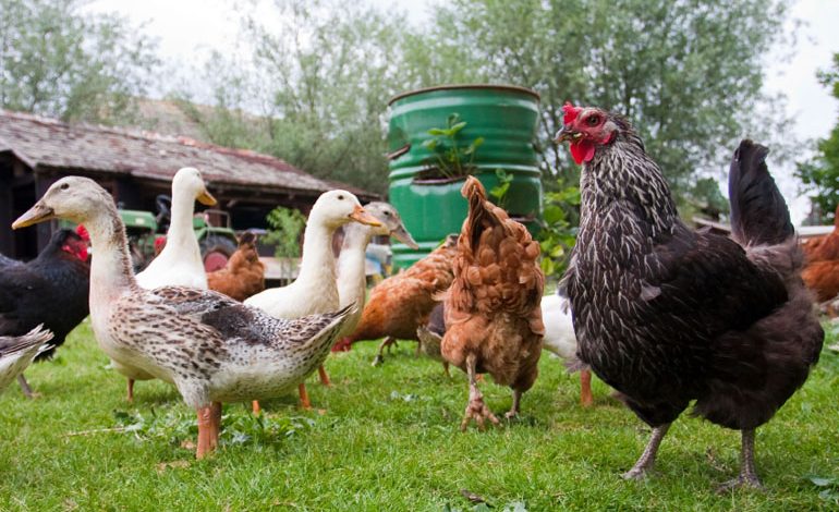 Advice offered to prevent risk of avian flu