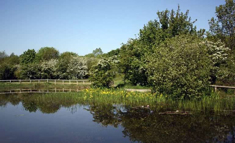 Free half-term family pond-dipping sessions in Aycliffe!