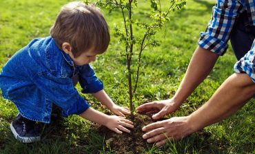 £150 grants to help plant new trees