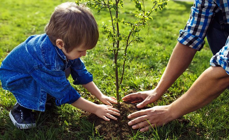 £150 grants to help plant new trees