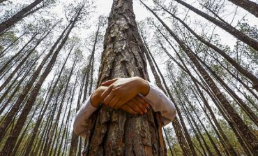 Volunteers sought to safeguard County Durham’s woodland