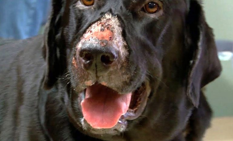 Council issues Alabama Rot advice to dog owners