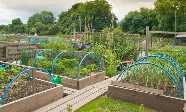 Future of allotments in County Durham