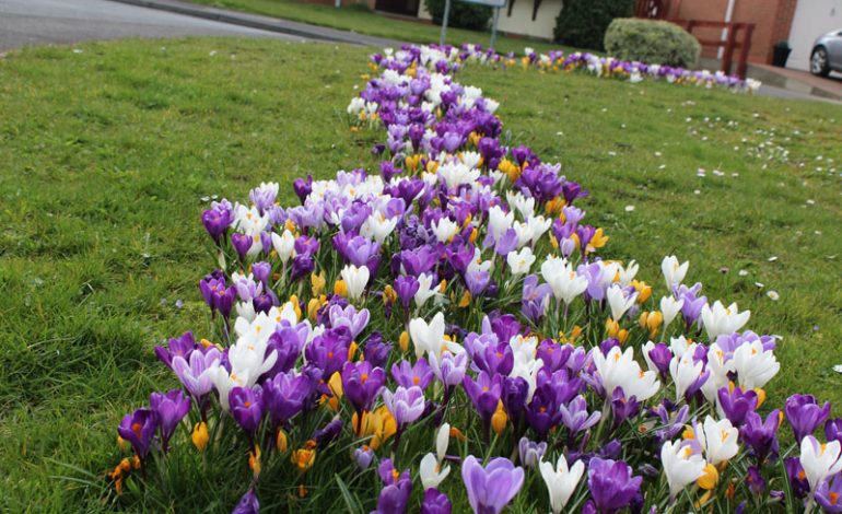 Colourful wildflowers return to County Durham