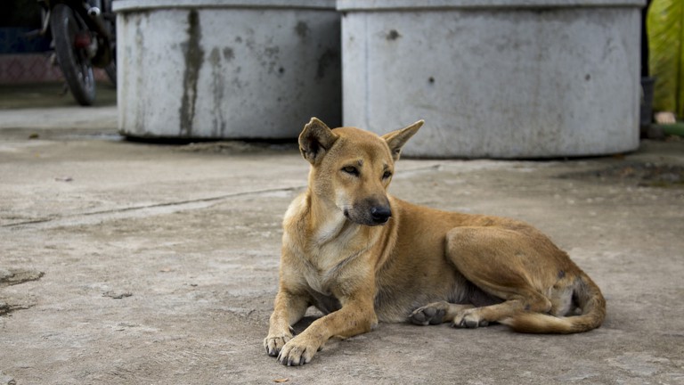 Issues with dogs are on the decline in County Durham