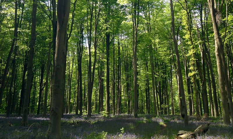 Woodland in County Durham to be increased in plan to tackle climate change