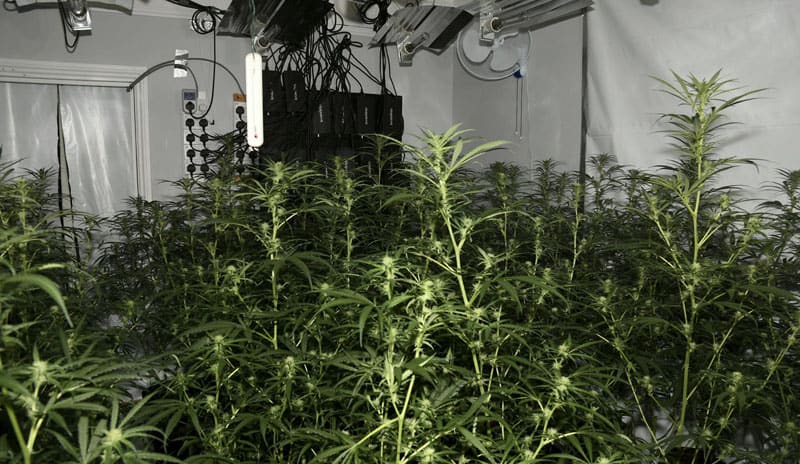 Three men jailed for £2m cannabis farm network that included Aycliffe